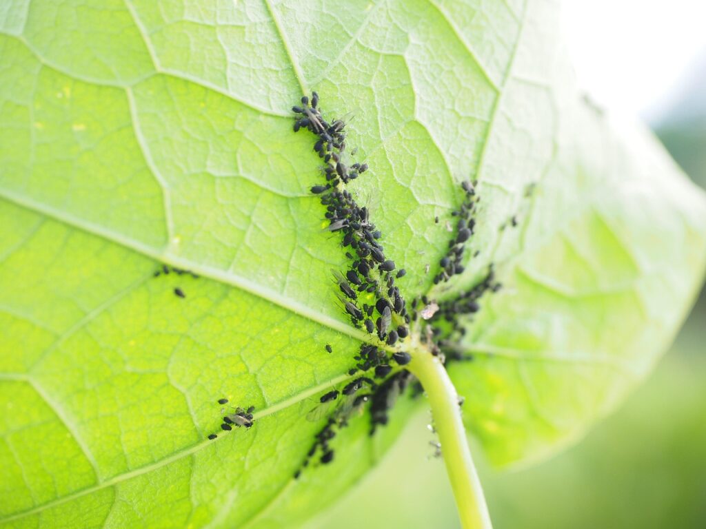 lice, nature, leaf, vermin, aphids, aphidoidea, plant lice, sternorrhyncha, sternorhyncha, bill kerfe, hemiptera, black bean louse, aphis fabae, tube aphids, aphididae, beet aphid, black beet aphids