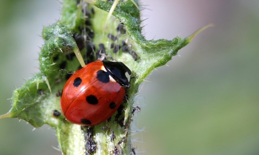 ladybug, beetle, coccinellidae, insect, nature, red, points, small, lucky charm, foraging, aphids, thistle, natural pest control, ladybug, ladybug, ladybug, ladybug, aphids, aphids, aphids, aphids, aphids