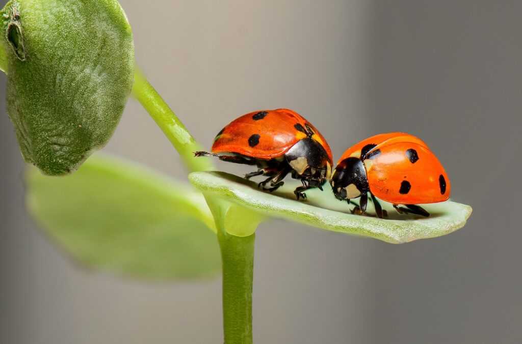 ladybugs, insects, pair, ladybird beetles, beetles, red beetles, dotted, dotted beetles, nature, leaf, fauna, animal, coccinellidae, coleoptera, animal world, close up, ladybirds, bugs, couple, macro, macro photography, ladybugs, insects, insects, insects, insects, insects, nature, leaf, leaf, animal, animal, animal, animal, bugs, bugs, couple, couple, macro