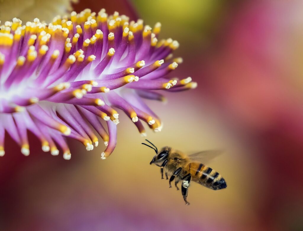 bee, flower, close up, nature, insect, winged insect, flying bee, hymenoptera, fauna, flora, honeybee, macro, flower background, nectar, pollen, flower wallpaper, beautiful flowers, stamen, world bee day