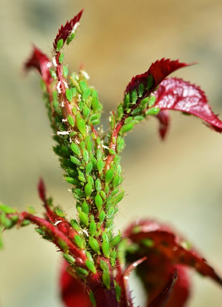 aphids, green aphid, aphid infestation, pests, pest infestation, vermin, lice infestation, plant louse, aphids, aphids, aphids, aphids, aphids, green aphid