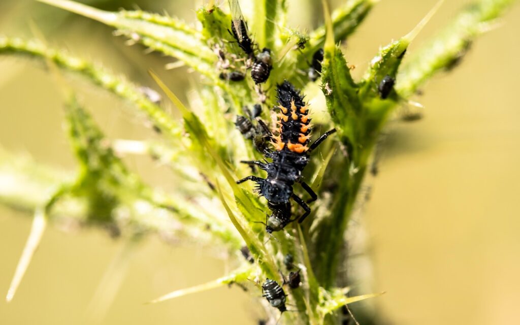 ladybug larva, larva, ladybug, beetle, nature, animal, insect, looking for food, aphids, wolf down, on thistle sitting, ladybug larva, aphids, aphids, aphids, aphids, aphids
