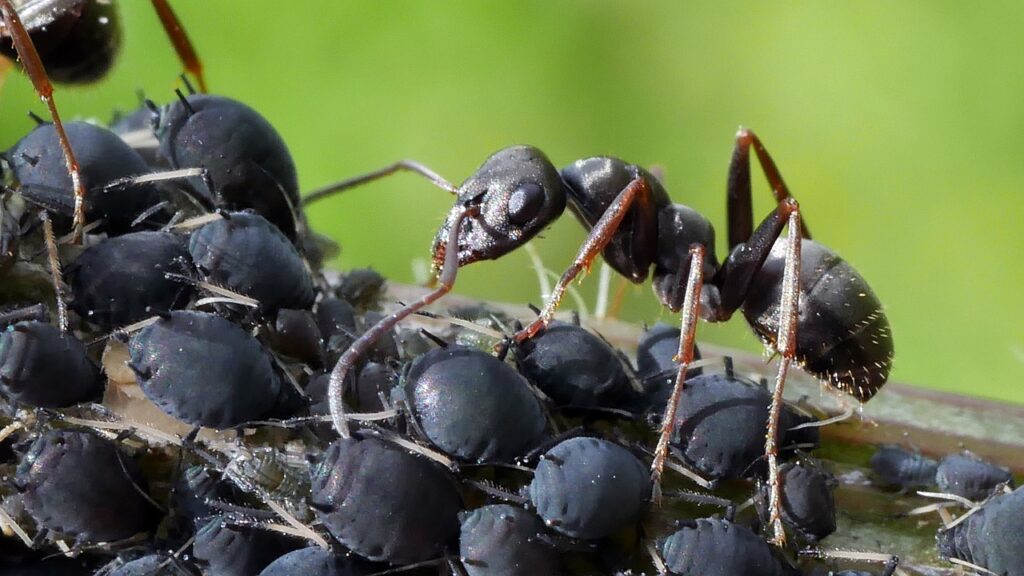 ant, insects, aphid, black, macro, ant, ant, ant, ant, ant, aphid, aphid