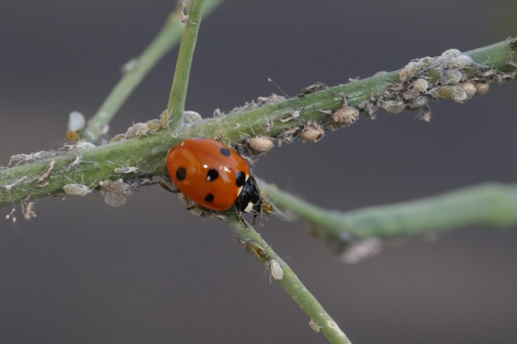 ladybug, seven point, red, beetle, lucky charm, insect, nature, close up, points, insects, happiness, seven-point ladybug, summer, coccinellidae, animal, spring, macro, aphids
