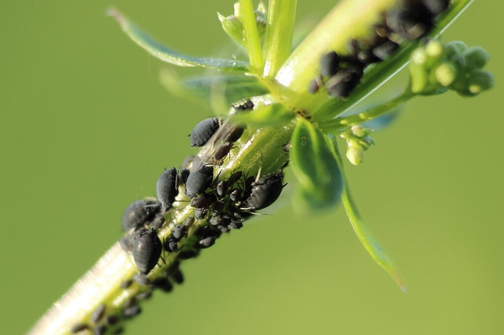 aphids, aphid, pest, shrub, macro, close, close up, vermin, insects, aphids, aphids, aphids, aphids, aphids, aphid, aphid, aphid