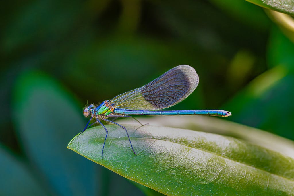 A detailed image of a colorful dragonfly resting on a green leaf outdoors.