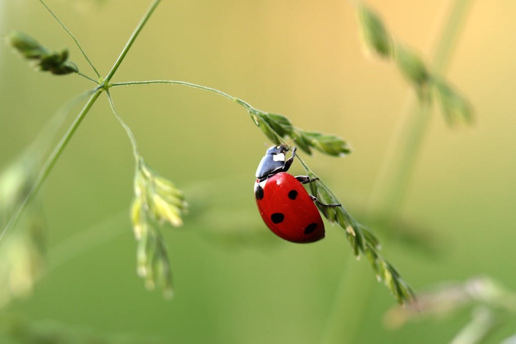 Close-up image of a ladybug on a grass blade, showcasing details of the insect in a natural setting.