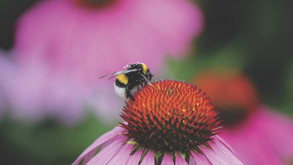 Close-up of a bumblebee collecting pollen on a vibrant coneflower in springtime.