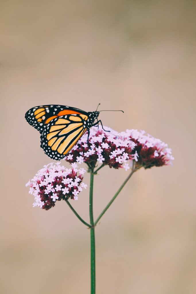 monarch butterfly perched on pink flower in close up photography during daytime