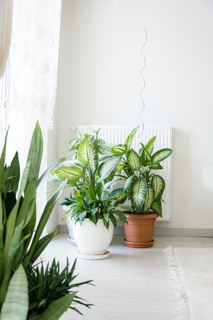 Minimalist indoor space featuring potted Dieffenbachia plants by a window in soft lighting.