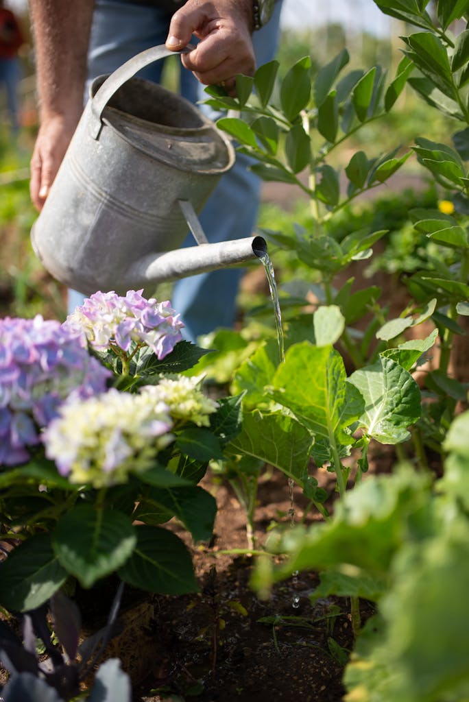 A gardener waters vibrant hydrangeas in a lush outdoor garden setting.