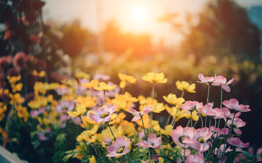 A tranquil garden scene with colorful flowers blooming under a warm sunset glow.