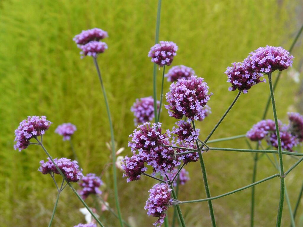 verbena, plant, blossom, bloom, purple, violet, multi-flowered, stalk, high, long, high verbena, nature, verbena bonariensis, argentinian verbena