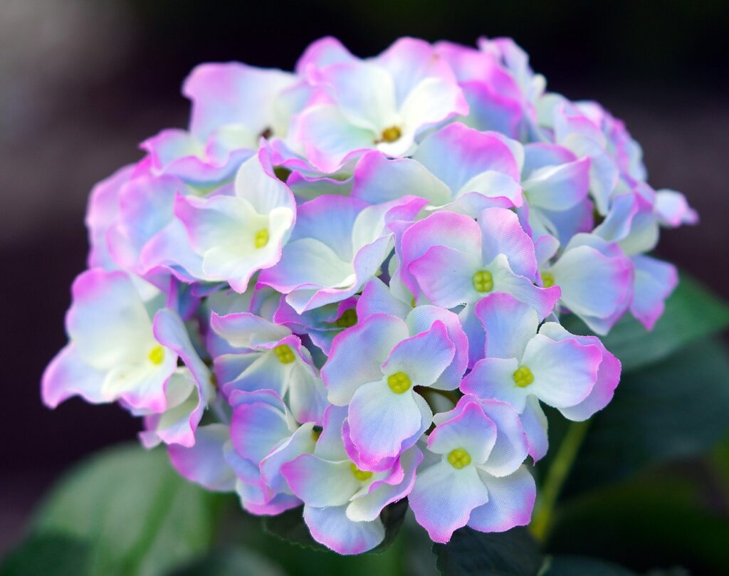 hydrangeas, beautiful flowers, flowers, flower background, blossom, bloom, petals, flower wallpaper, flora, nature