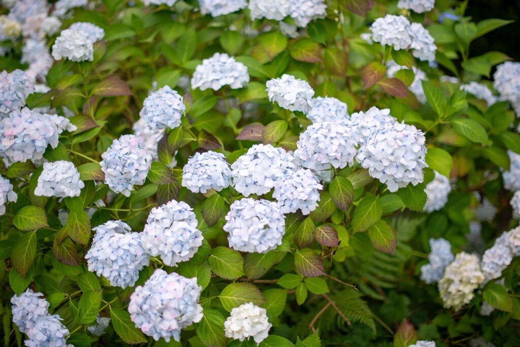 flowers, bloom, botany, flower background, beautiful flowers, blossom, flower wallpaper, growth, nature, garden, hydrangeas