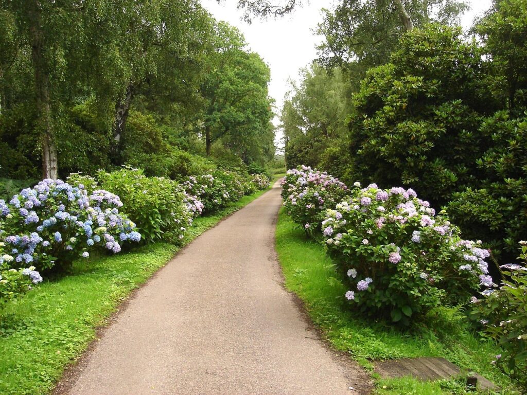 norfolk, england, flower wallpaper, great britian, hydrangeas, flowers, plants, path, flower background, lane, trees, nature, outside, garden, beautiful flowers, green path