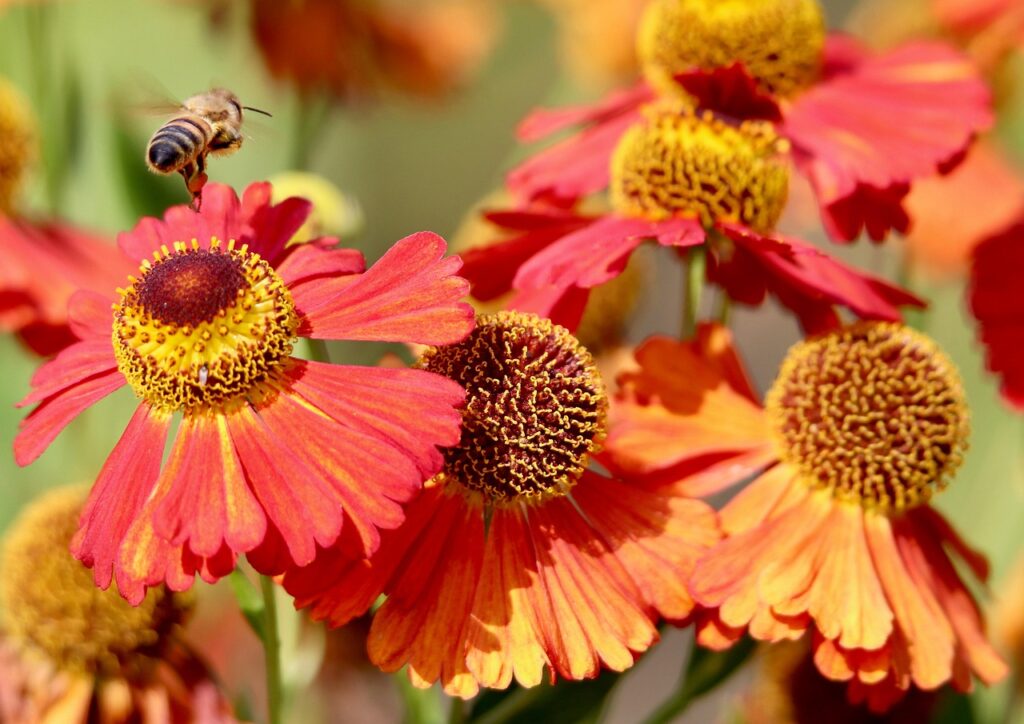 honey bee, bee, sun bride, helenium, beautiful flowers, flower, flower background, plant, flower wallpaper, petals, blossom, bloom, nature, pollination, insect