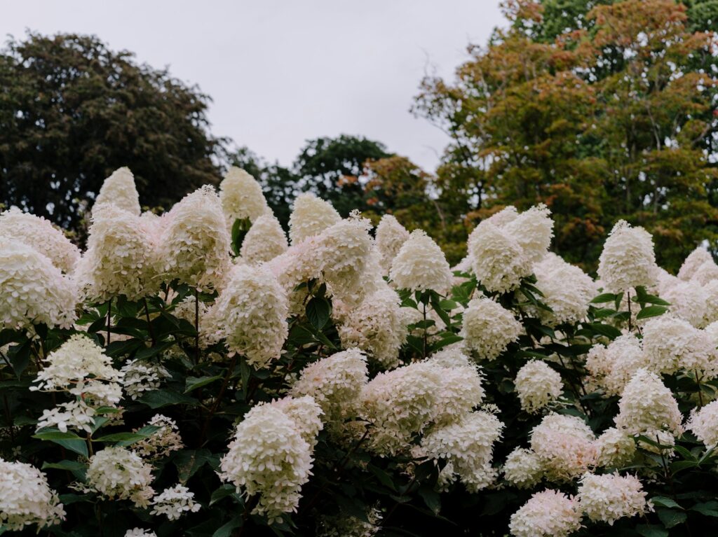 a bush of white flowers in front of trees