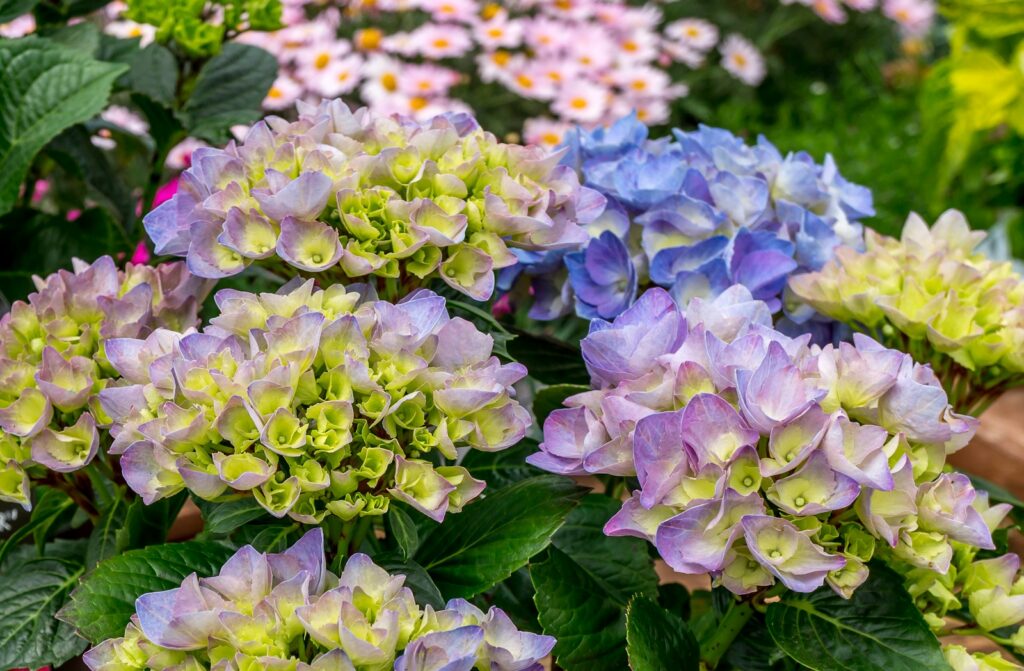 a garden filled with lots of purple and green flowers