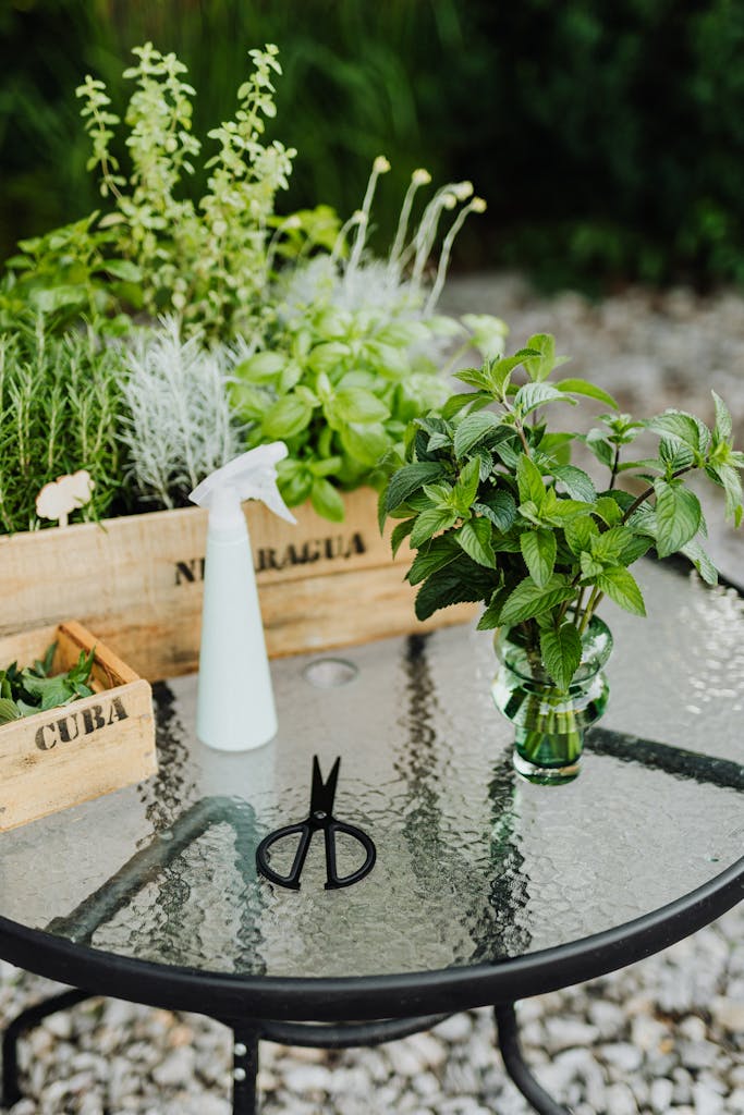 Fresh herbs like mint and rosemary on a glass table outdoors, perfect for gardening enthusiasts.