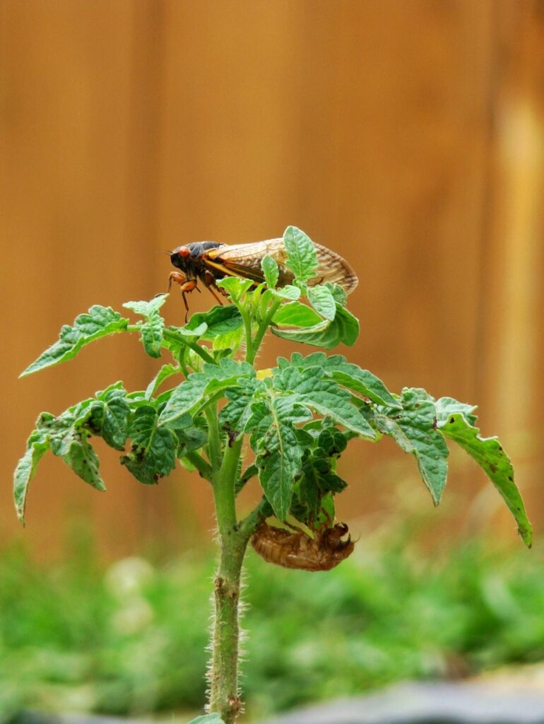 cicada, molted, tomato plant, magicicada, periodical cicada, garden, shell, 17 year, seventeen year, insect, north america, nature, emerge
