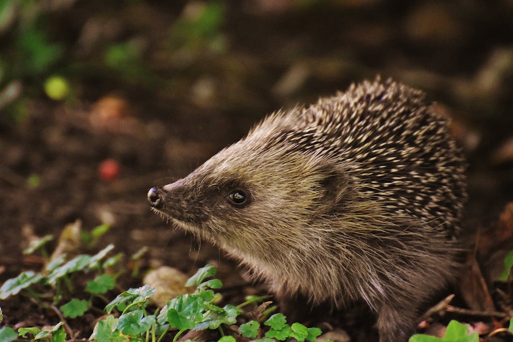A cute hedgehog explores a vibrant autumn garden, highlighting wildlife beauty.