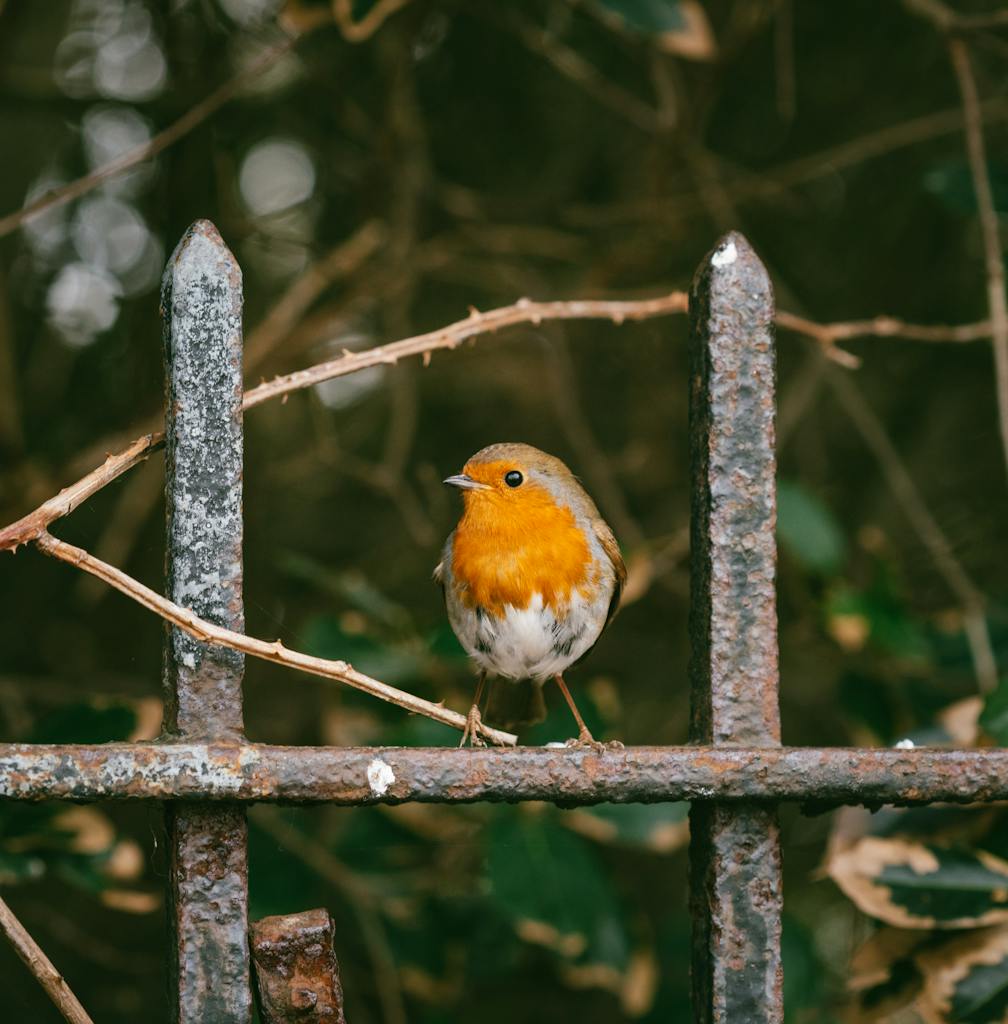 A European Robin sits on a weathered metal fence surrounded by nature.