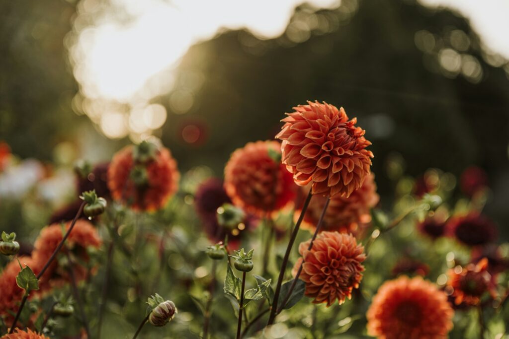 a field of red flowers with the sun in the background