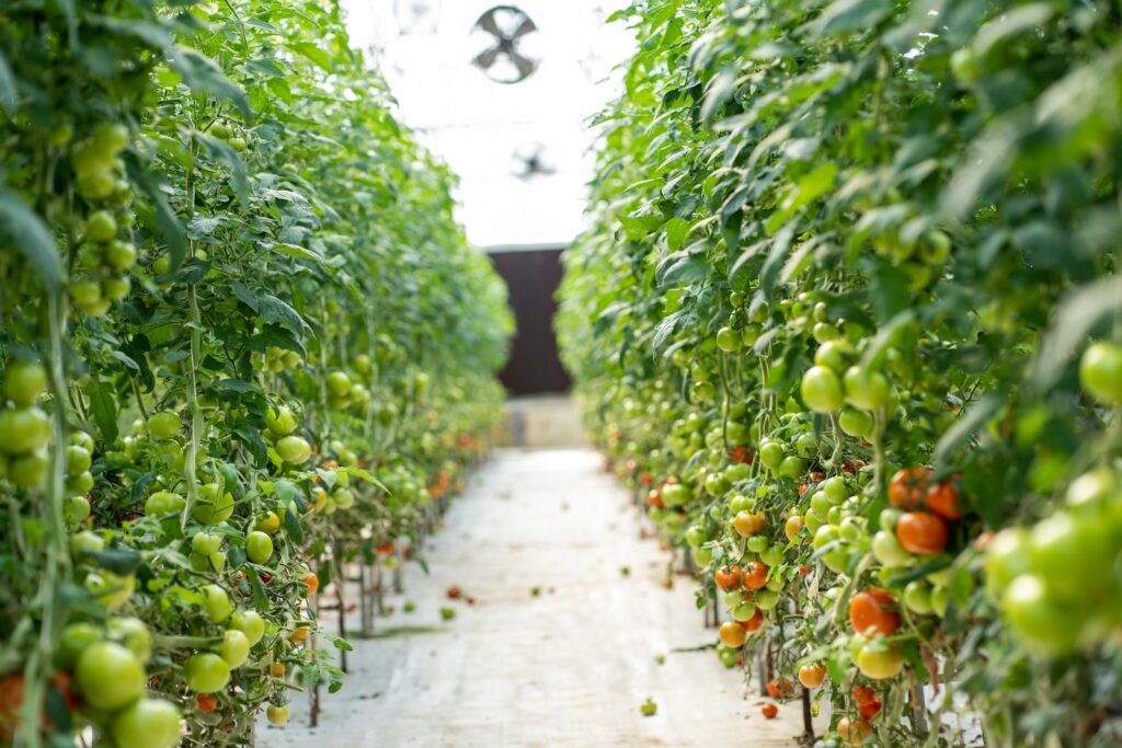 a long row of tomatoes growing in a greenhouse