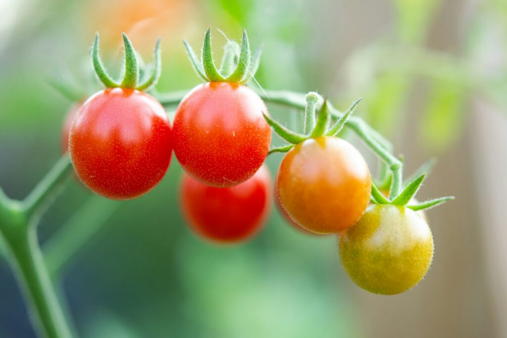 a group of tomatoes