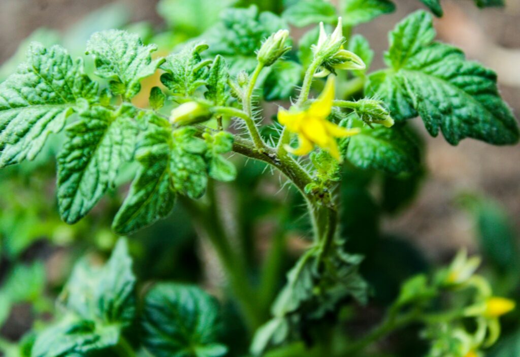 a close up of a green plant with yellow flowers
