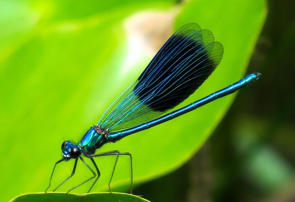 animal, dragon-fly, nature, insect, wing, flying insect, blue dragonfly, predator, glittering, summer, garden pond