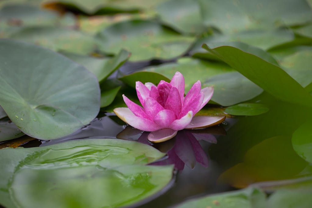 Close-up of a vibrant pink water lily blooming in a serene pond surrounded by green leaves.