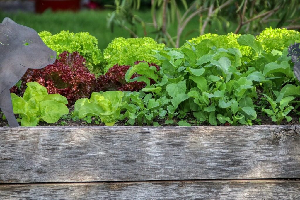 garden, salad, nature, raised bed, nourishment, vegetables, meal, bio, gardening, food, plant, vegetarian