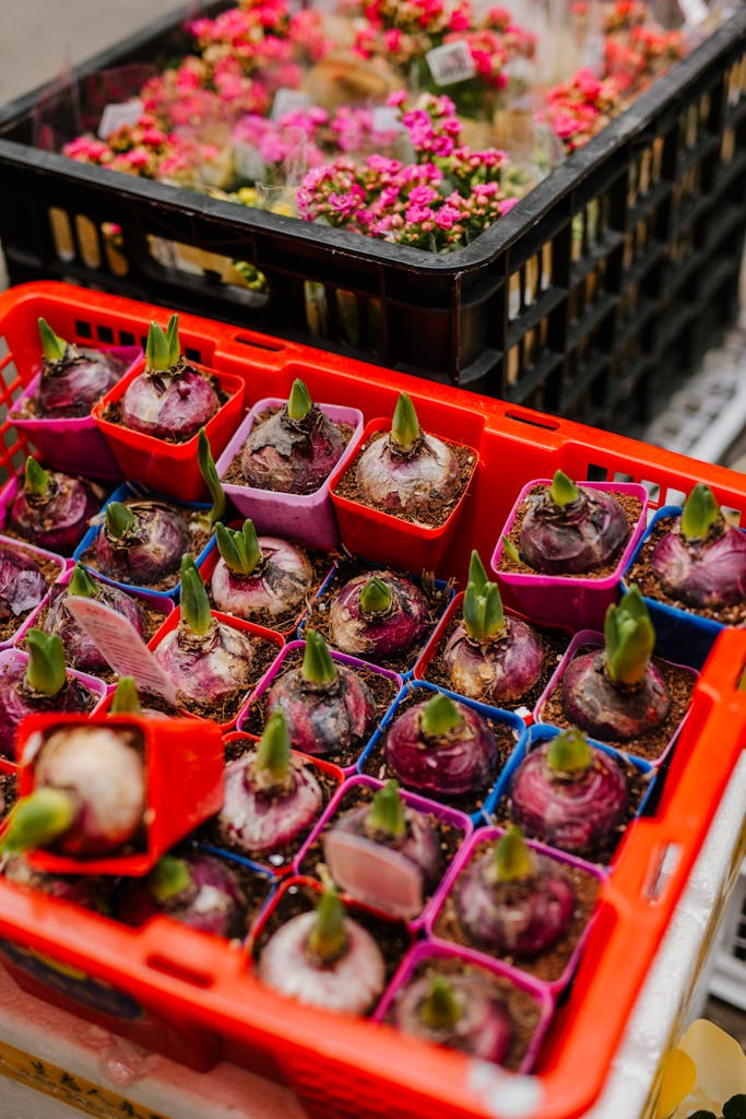 Colorful bulbs and seedlings in plastic crates at a market, showcasing botanical growth.
